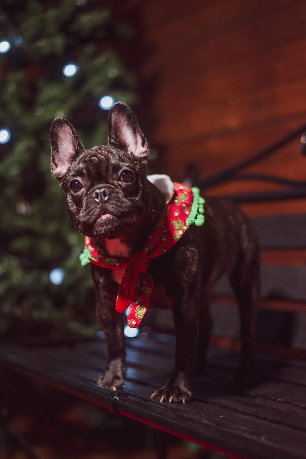 Christmas Specials - Christmas Photography by Pacific Photography